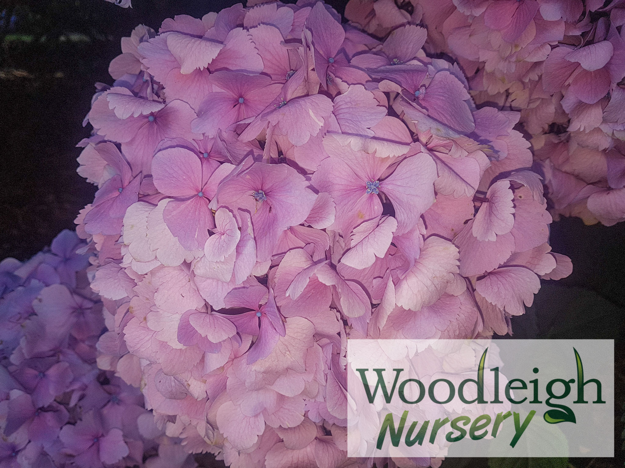 hydrangea macrophylla mrs kumiko