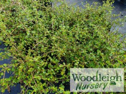 Coprosma neglecta