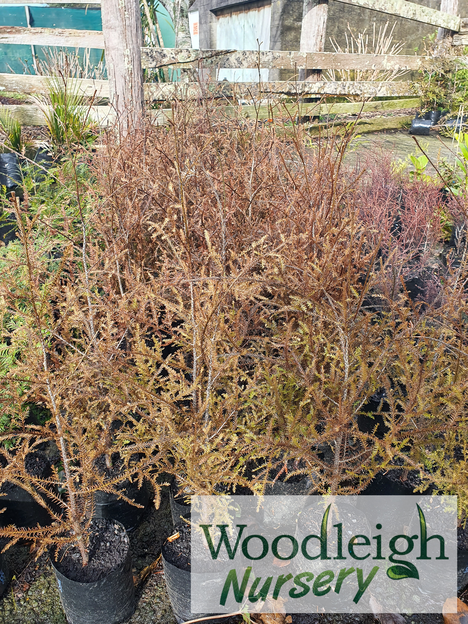 Dacrycarpus dacrydioides, Kahikatea