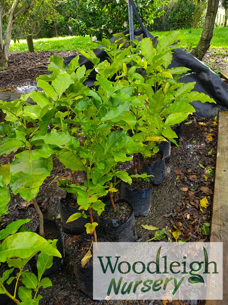 Dysoxylum spectabile, Kohekohe
