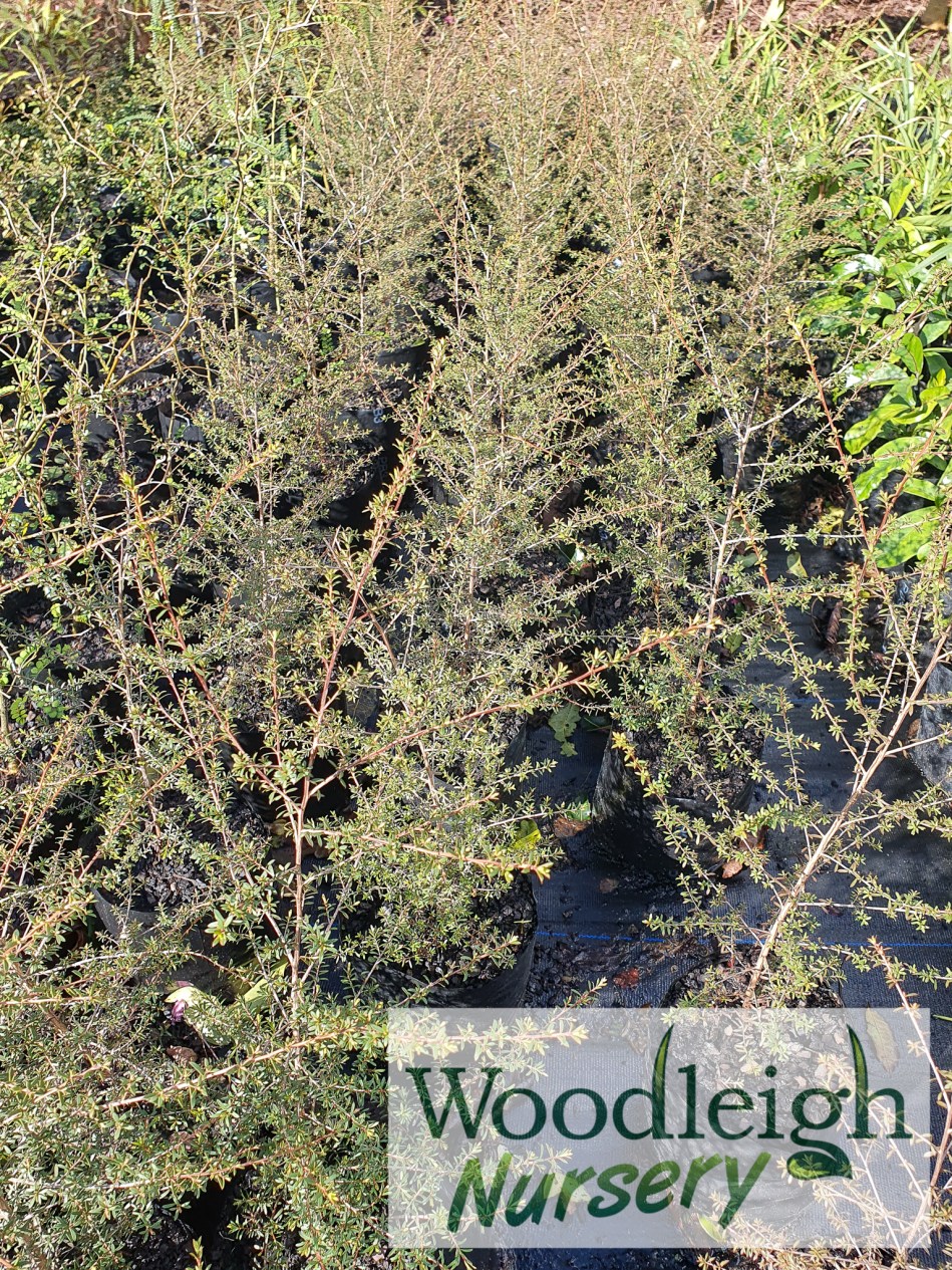 Kunzea ericioides, Kunzea