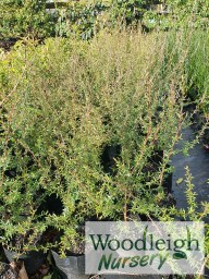 Leptospermum scoparium, Mankuka