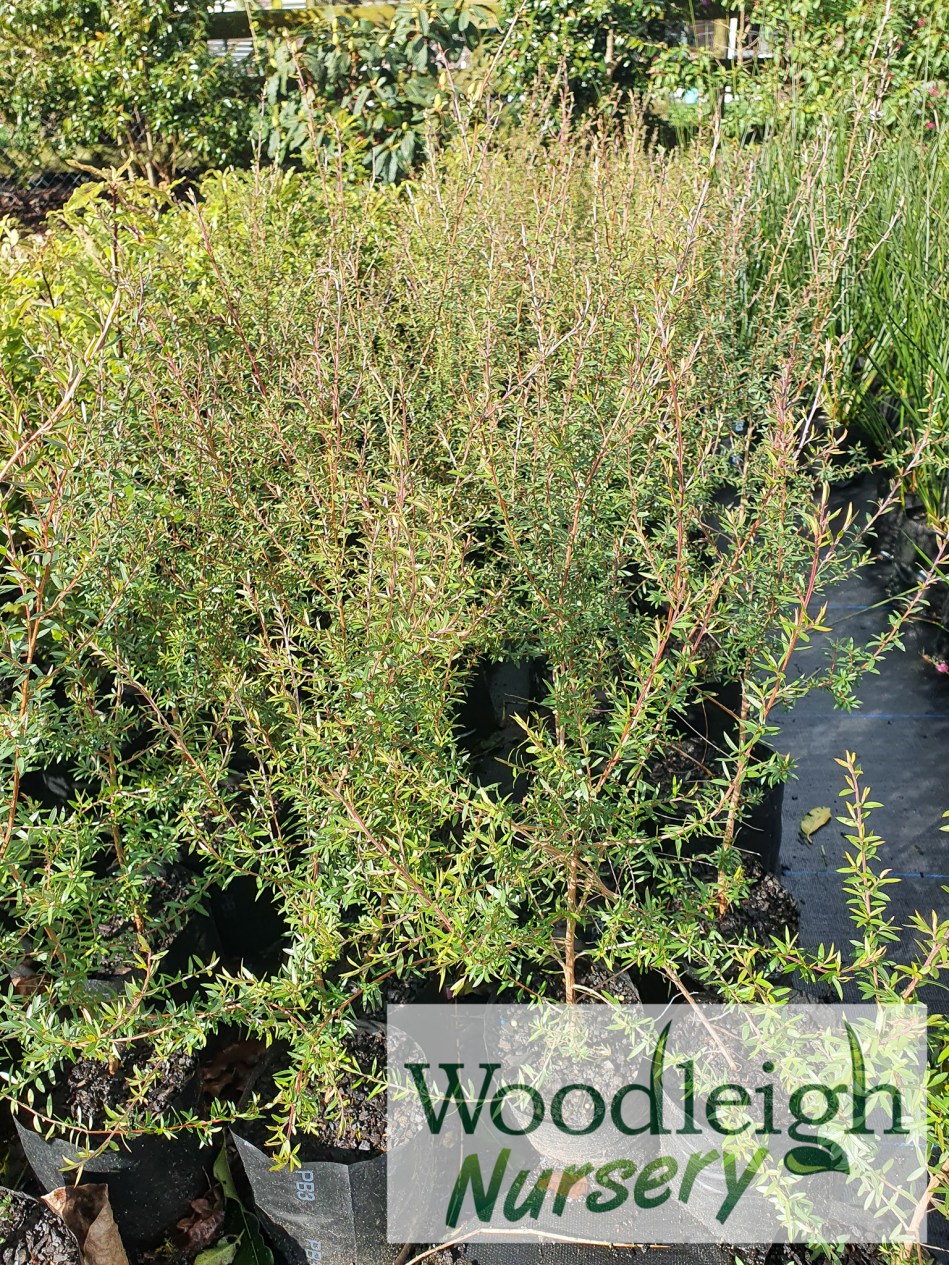 Leptospermum scoparium, Mankuka