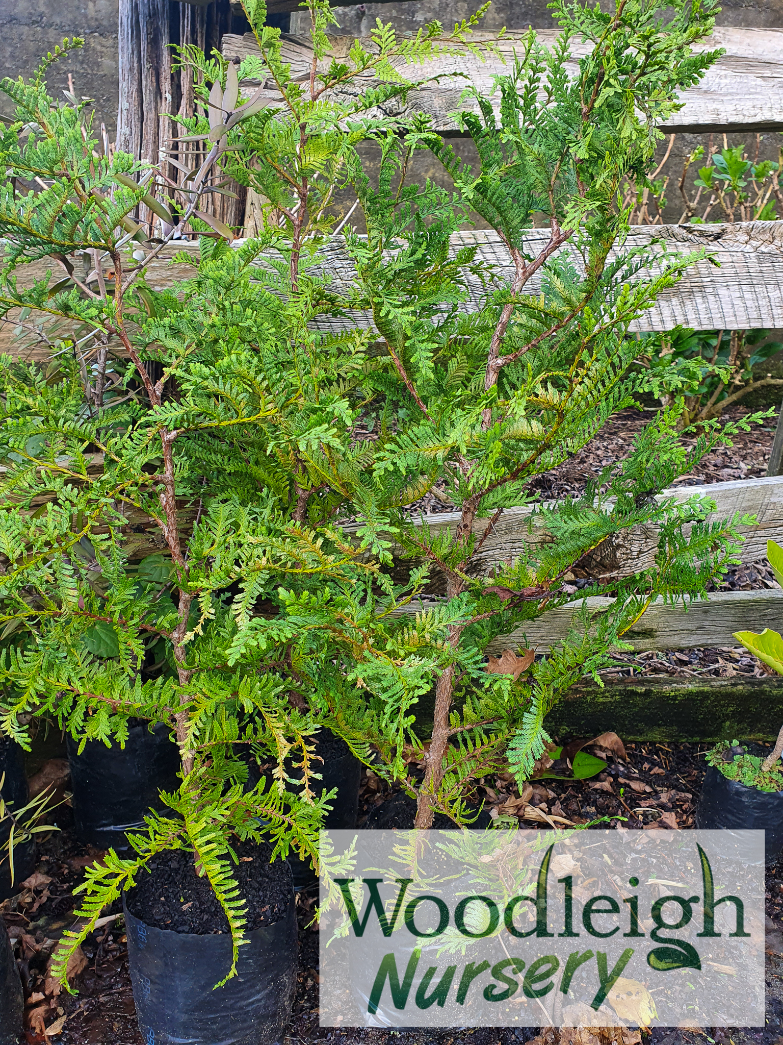 Libocedrus plumosa, Kawaka