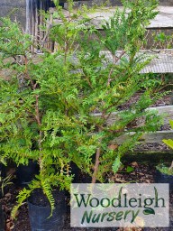 Libocedrus plumosa, Kawaka