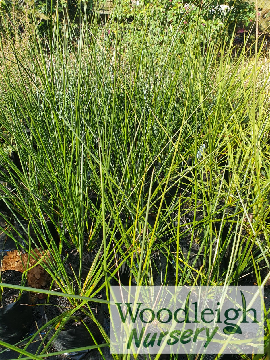 Libocedrus plumosa, Kawaka