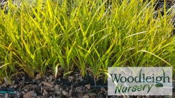Phormium tenax