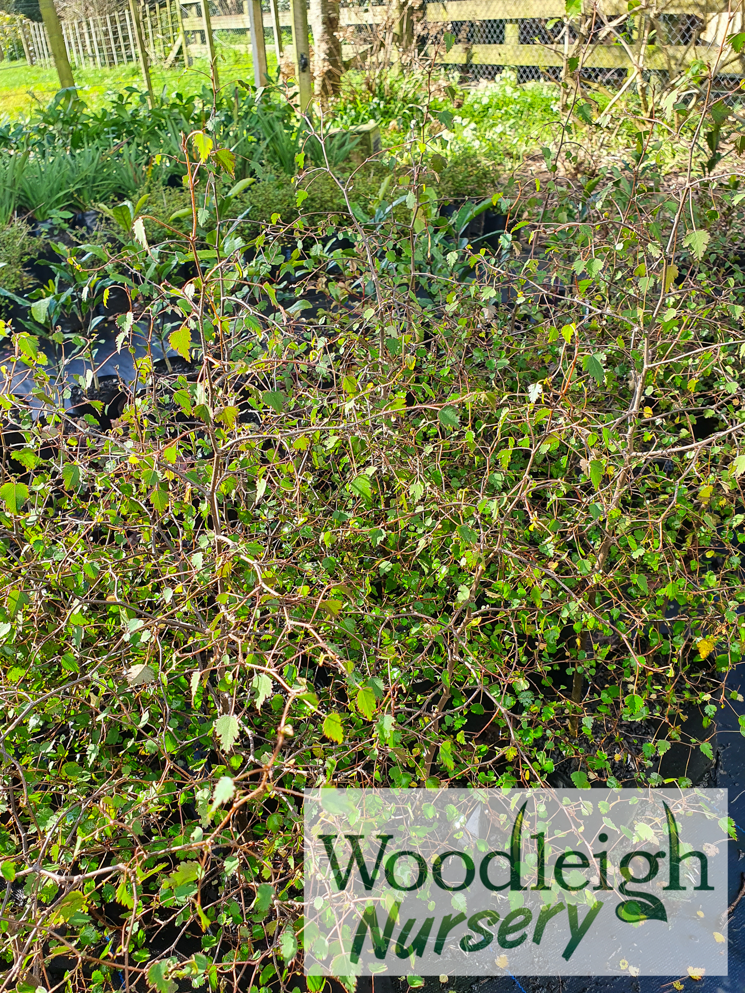 Plagianthus regius, Ribbonwood