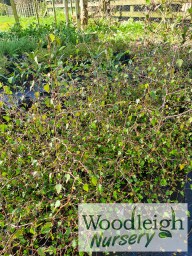 Plagianthus regius, Ribbonwood