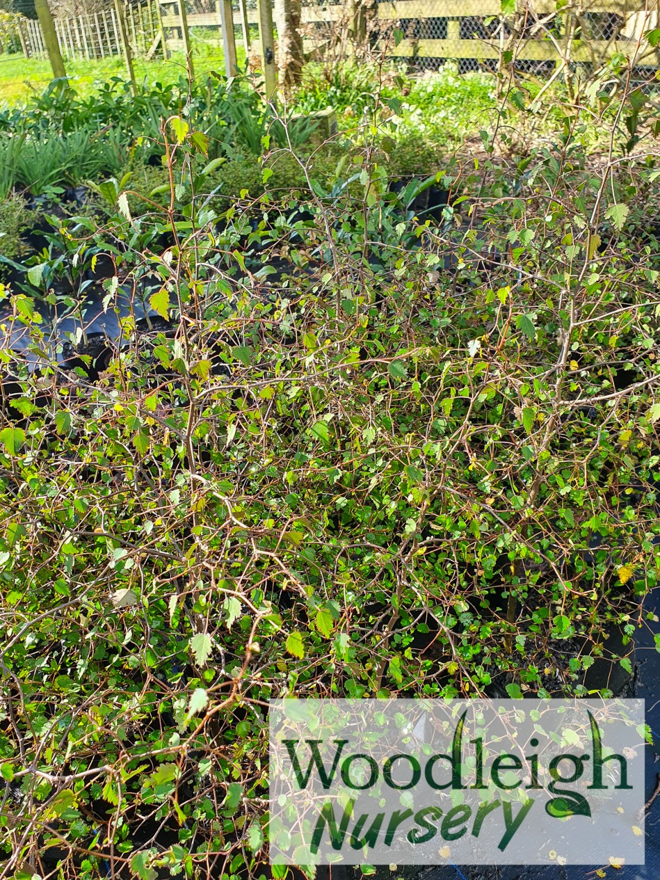 Plagianthus regius, Ribbonwood