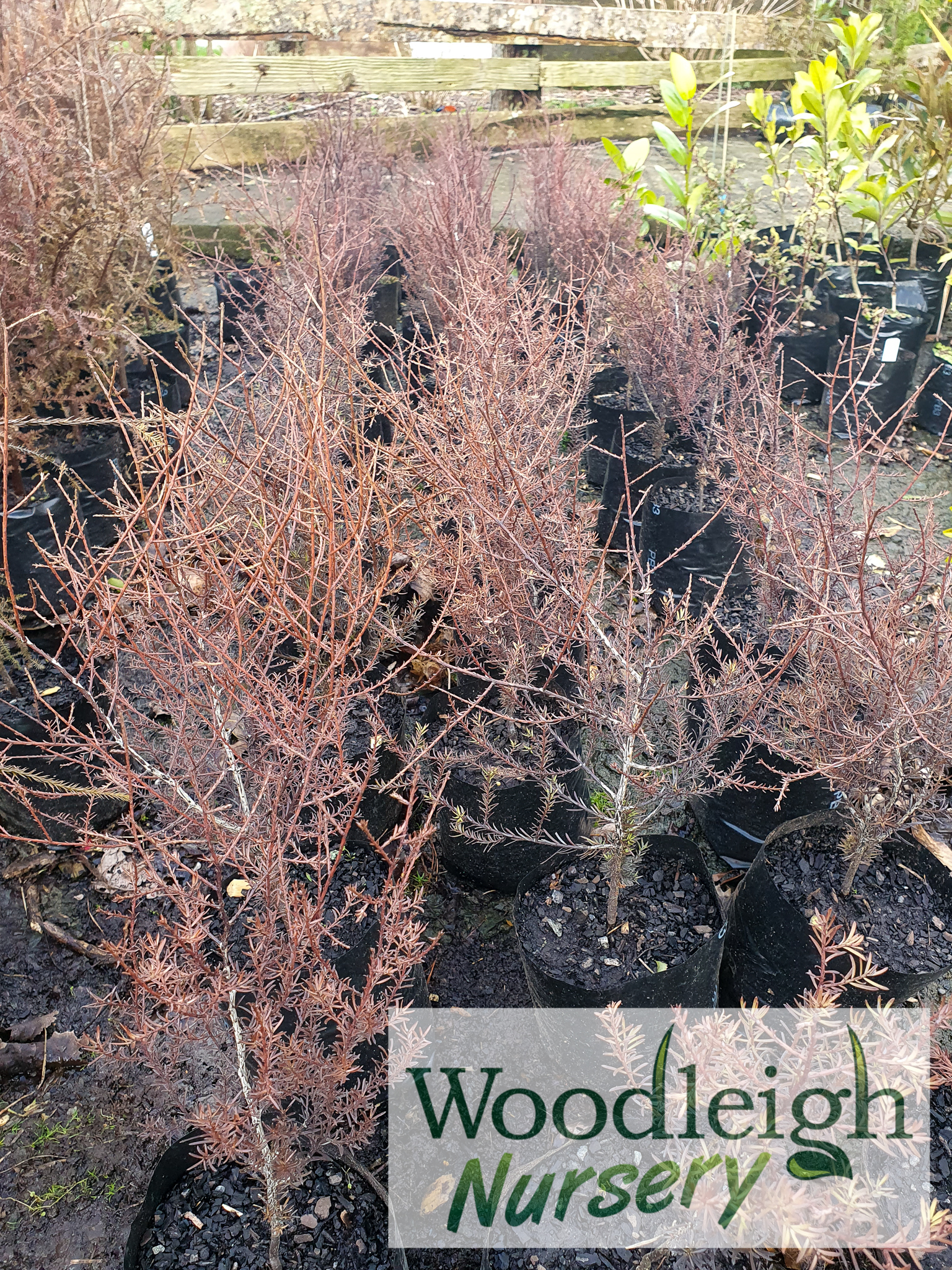 Prumnopitys taxifolia, Matai