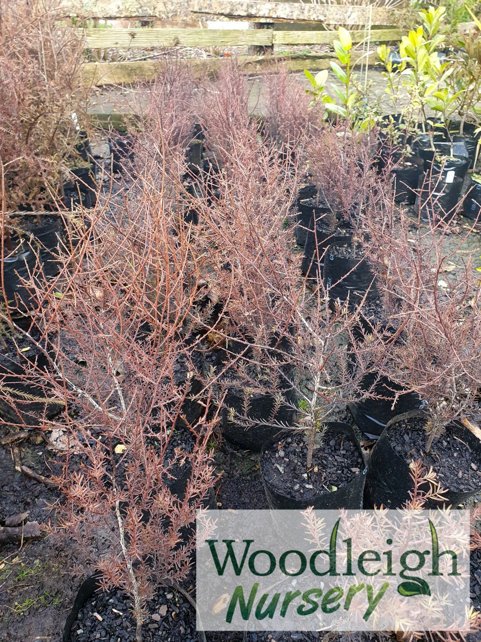 Prumnopitys taxifolia, Matai