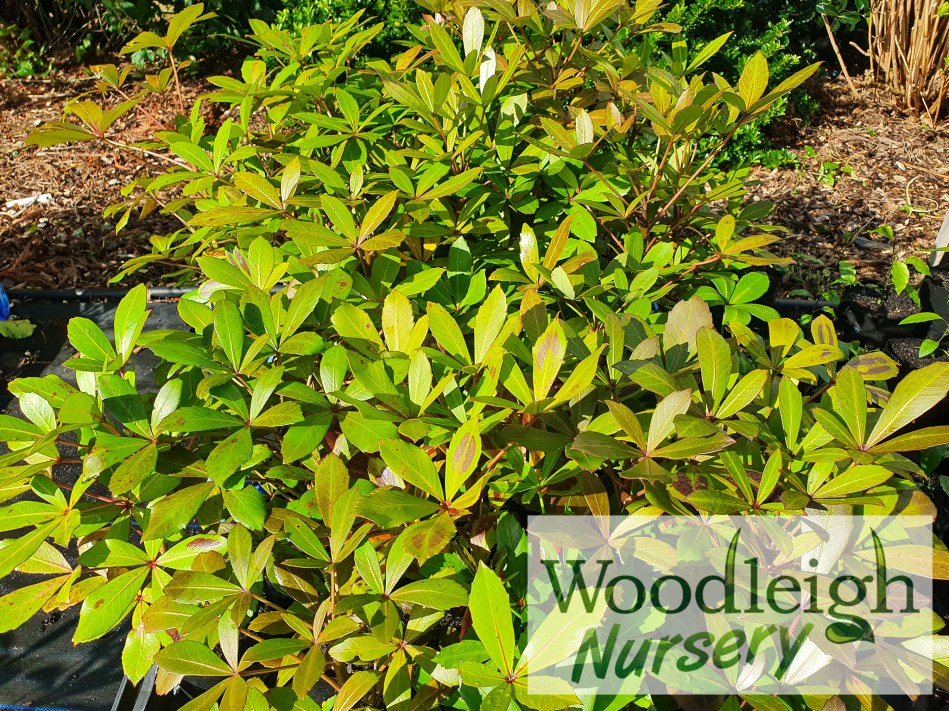 Pseudopanax lessonii