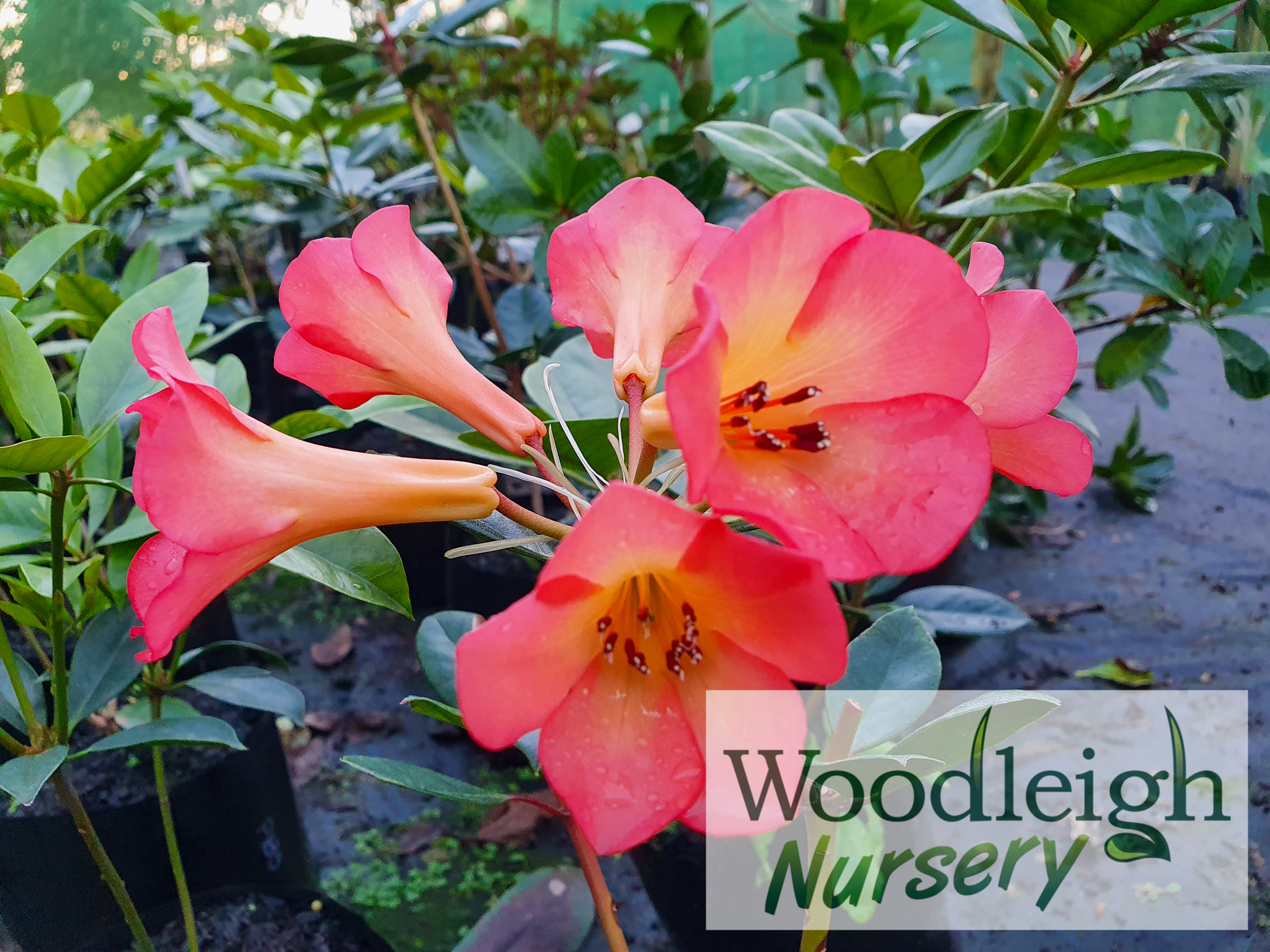 Rhododendron Flash Harry