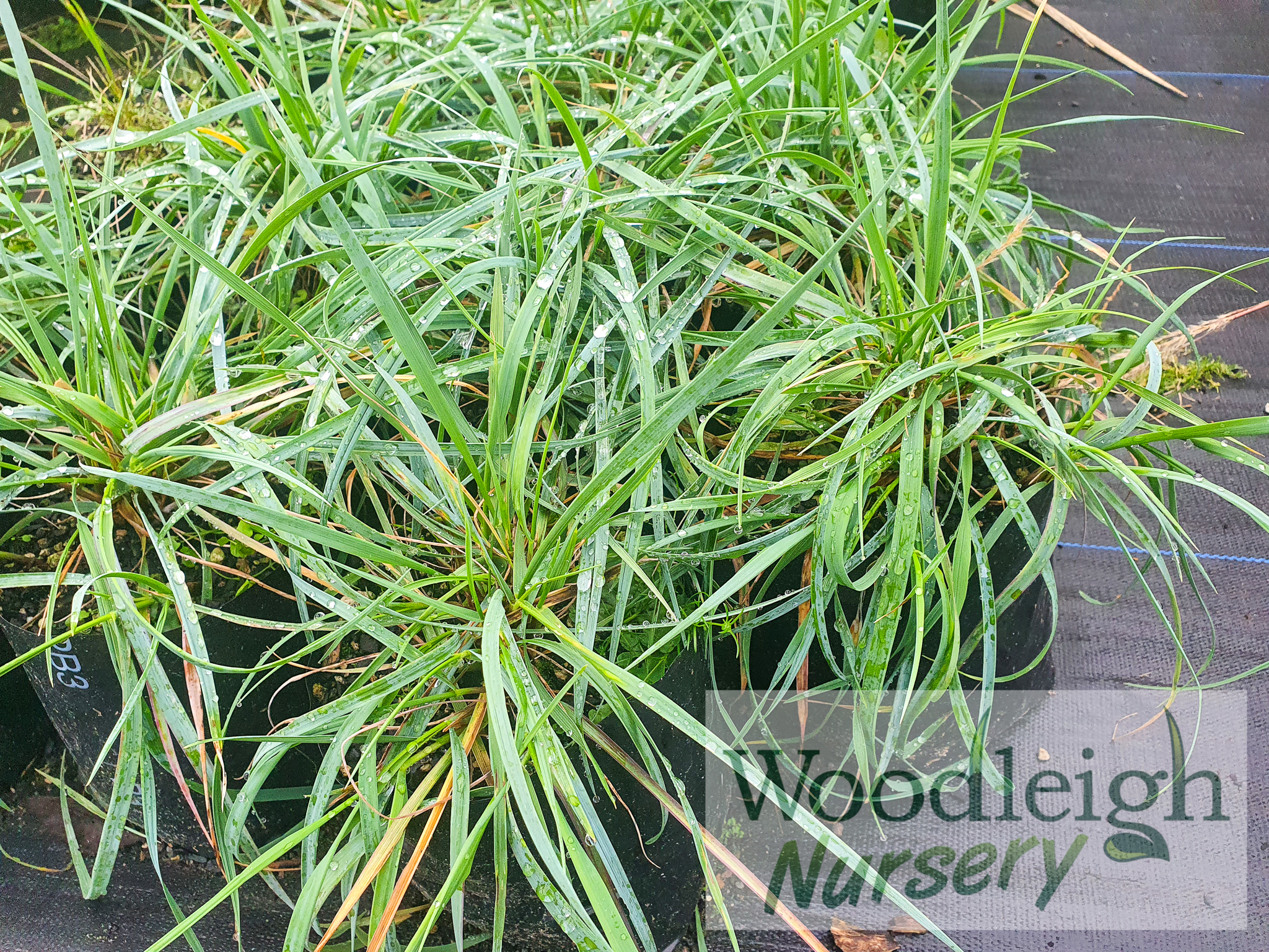 Anthosachne solandri (syn. Elymus)