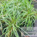 Anthosachne solandri (syn. Elymus)