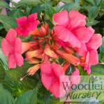 Campsis tagliabuana guilfoylei