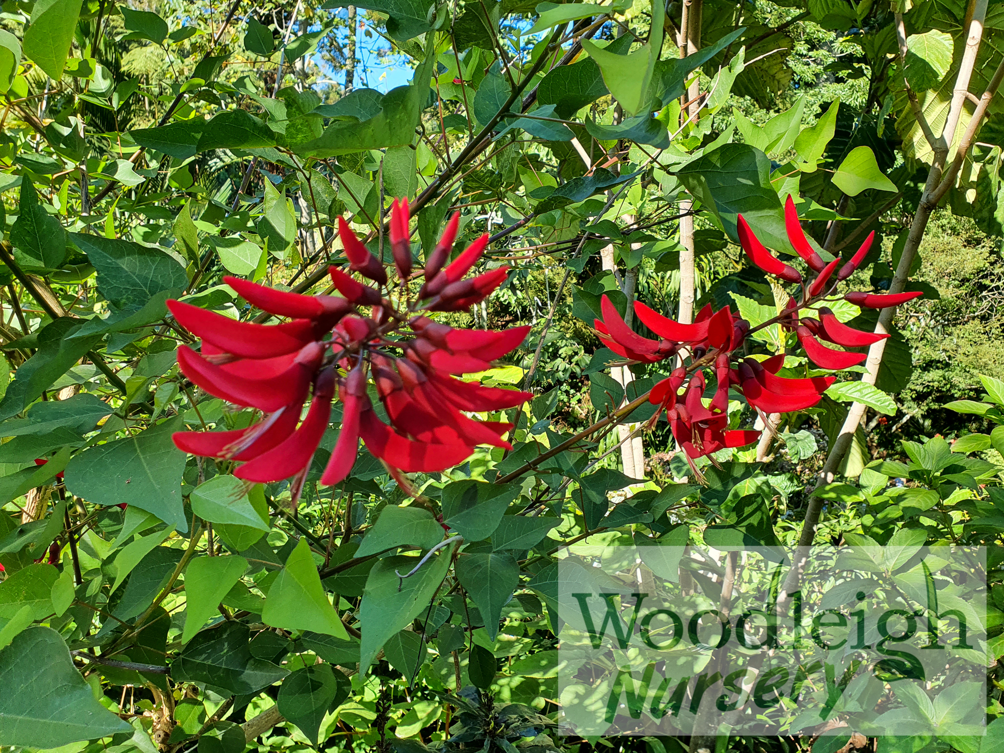 Erythrina blakei