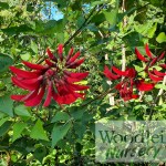 Erythrina blakei
