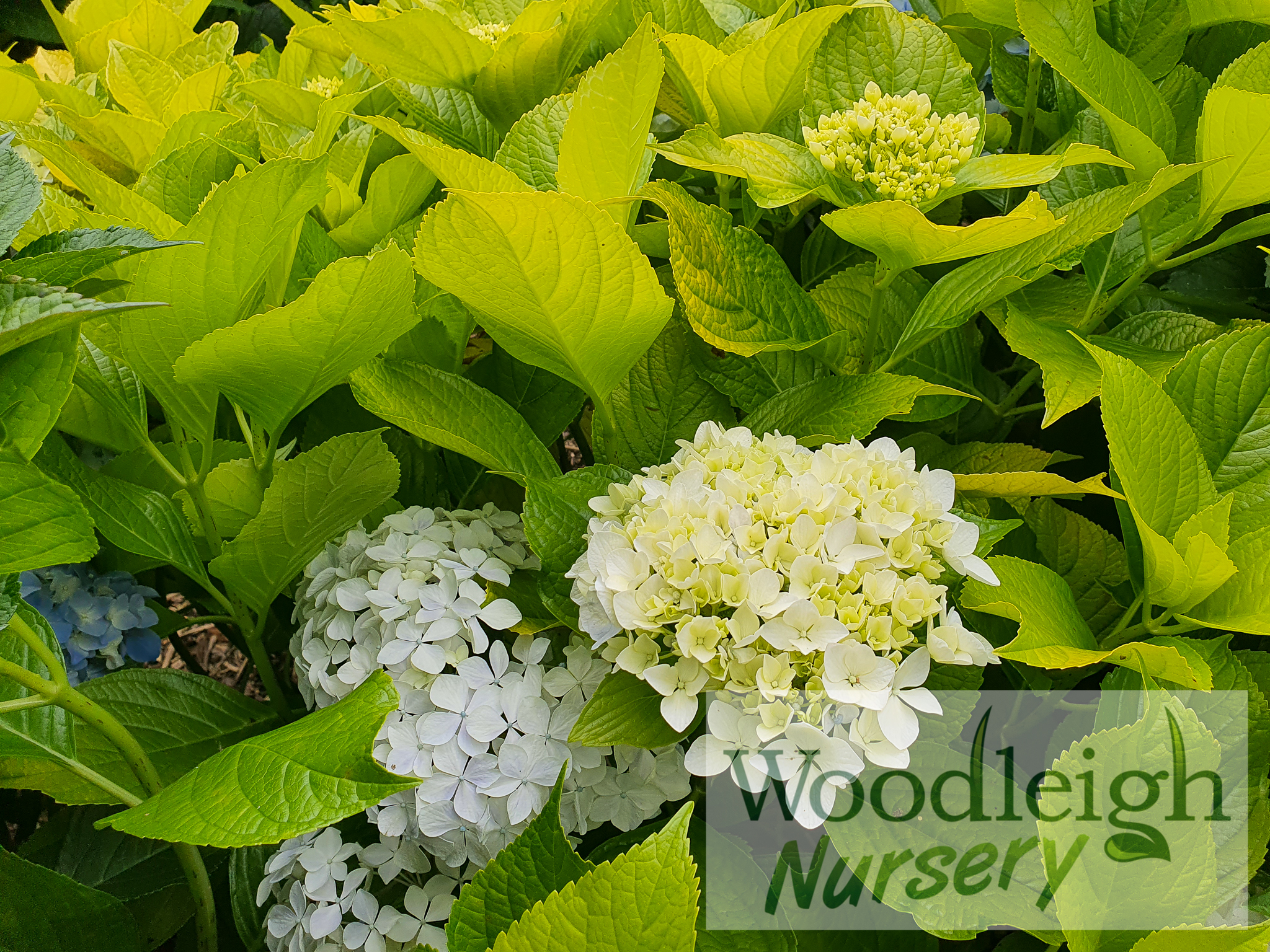 Hydrangea macrophylla Goldie