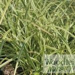 Miscanthus sinensis variegatus