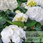 Hydrangea macrophylla Shakira