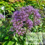 Trachelium caeruleum