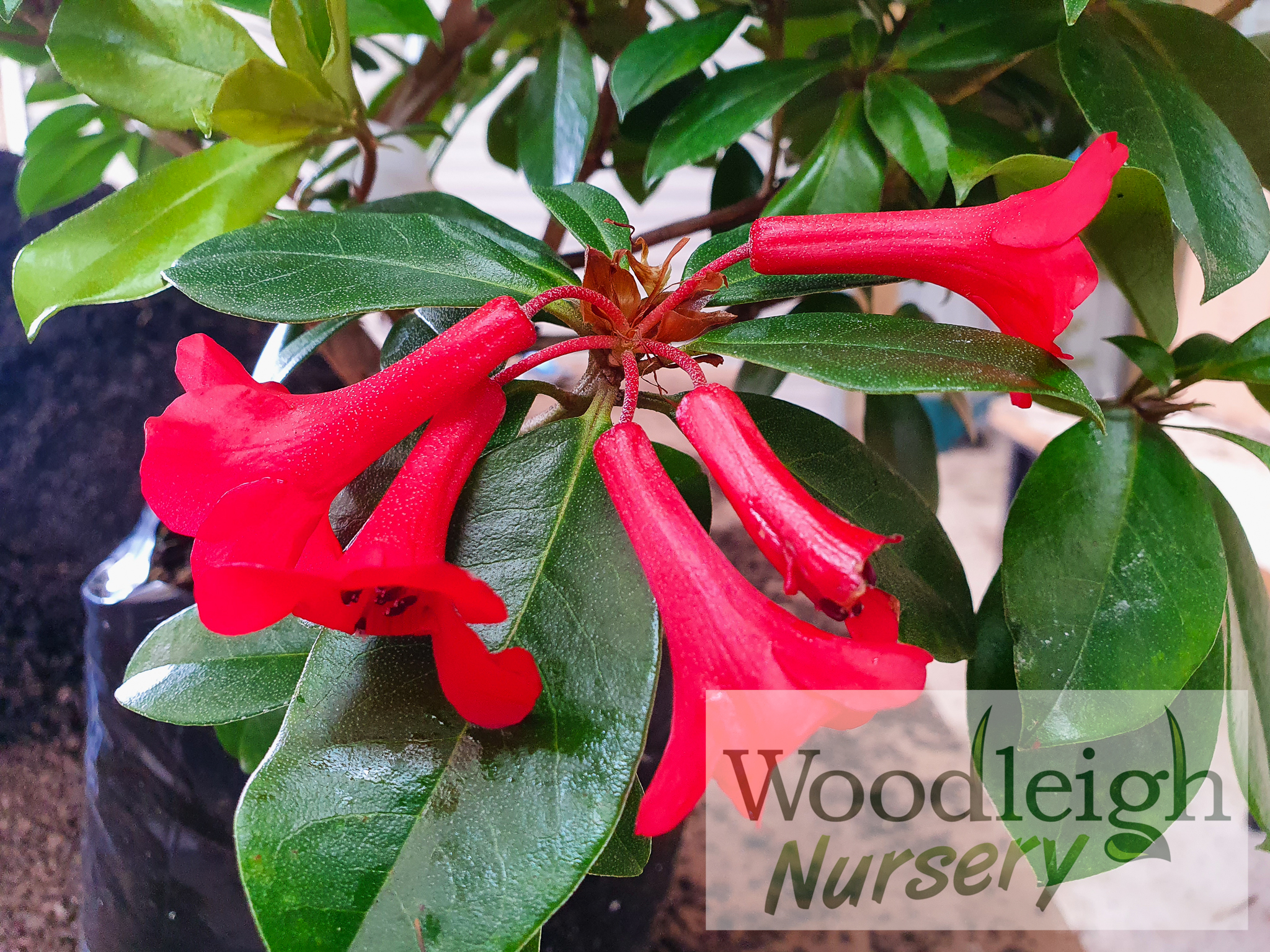 Rhododendron Vireya Red Mountain