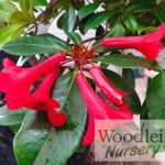 Rhododendron Vireya Red Mountain