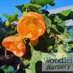 Abutilon Stratford Apricot