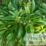 Arthropodium Matapouri Bay (Renga Lily)