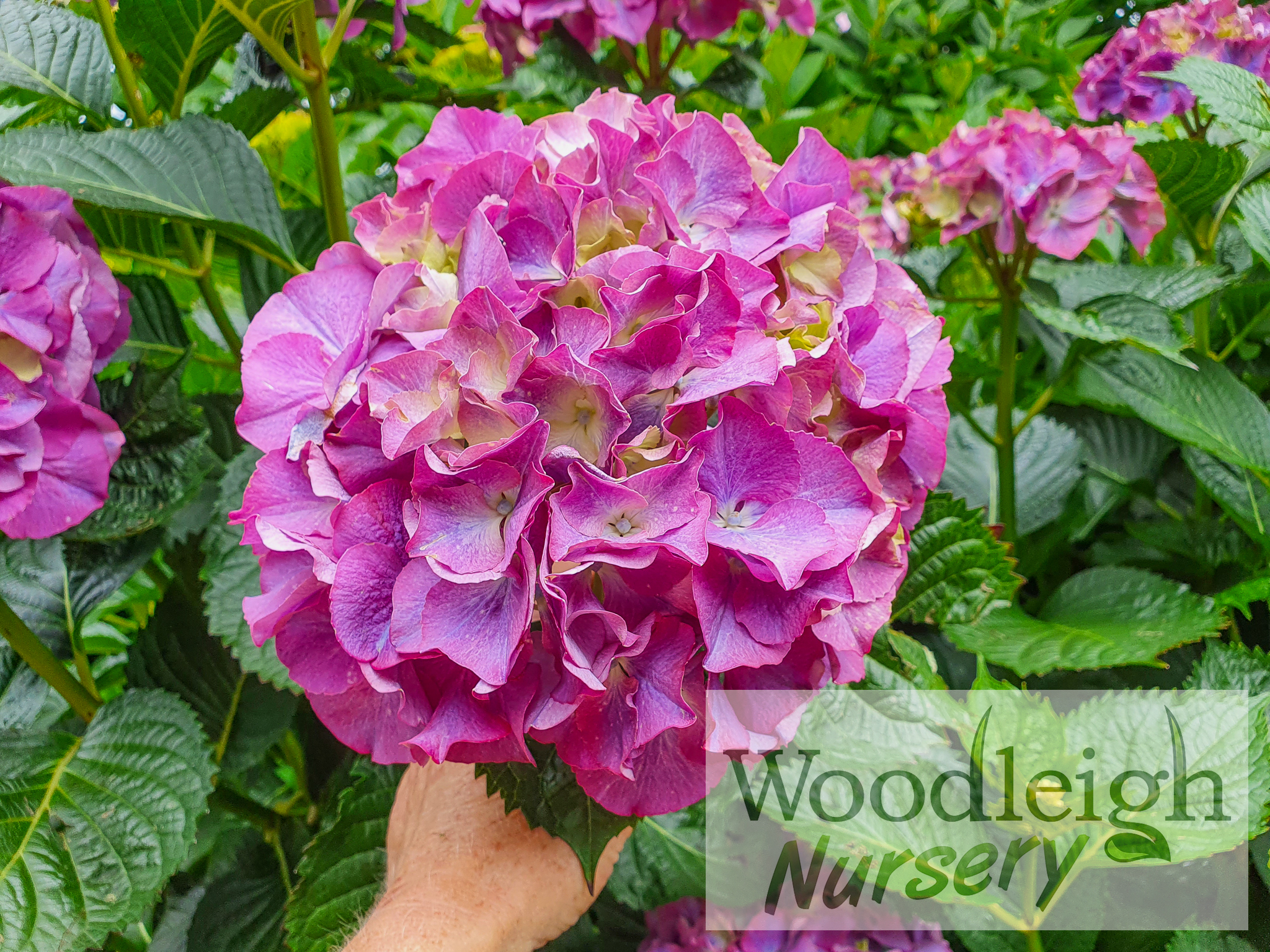 Hydrangea macrophylla Madame Cayeux