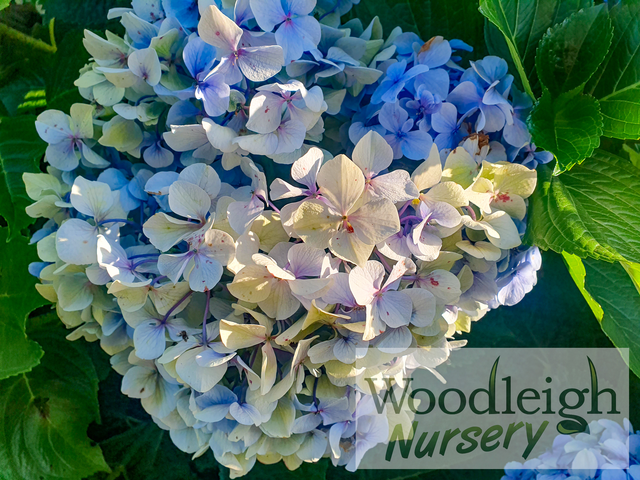 Hydrangea macrophylla Otaksa