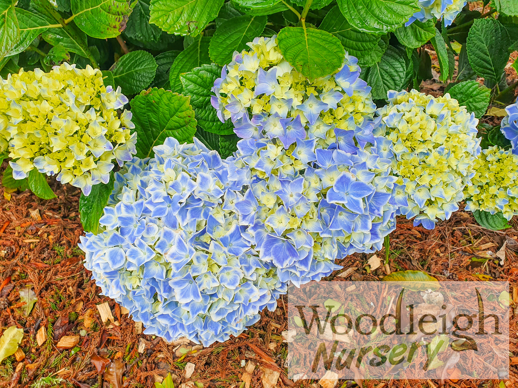 Hydrangea macrophylla Peppermint