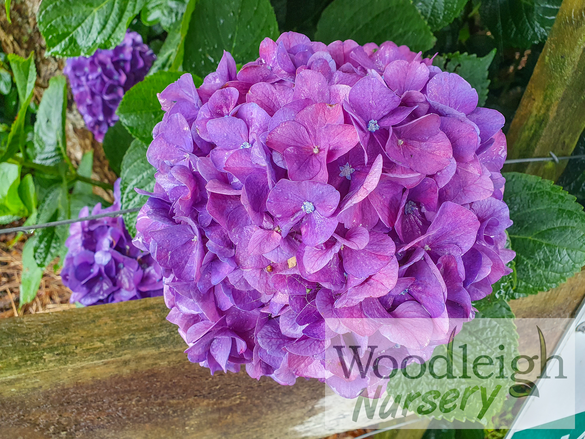 Hydrangea macrophylla Red Emperor (acid soil)