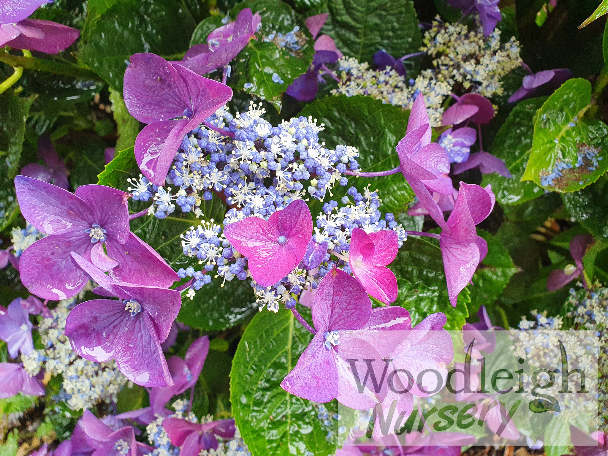 Hydrangea macrophylla Redstart (Rotschwanz) Acid Soil