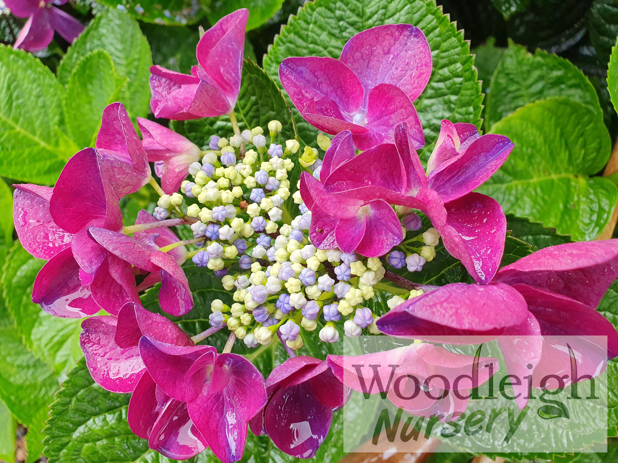 Hydrangea macrophylla Redstart