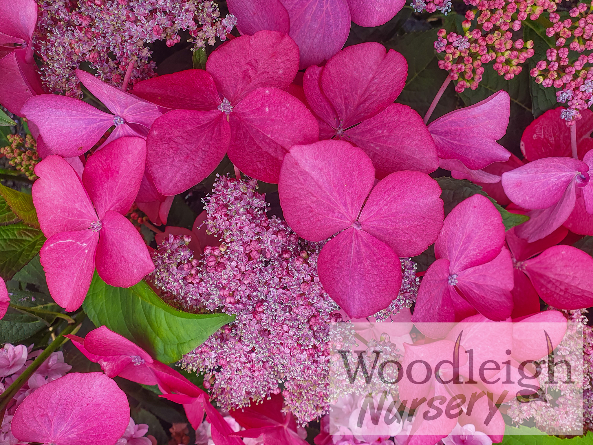 Hydrangea macrophylla Selina