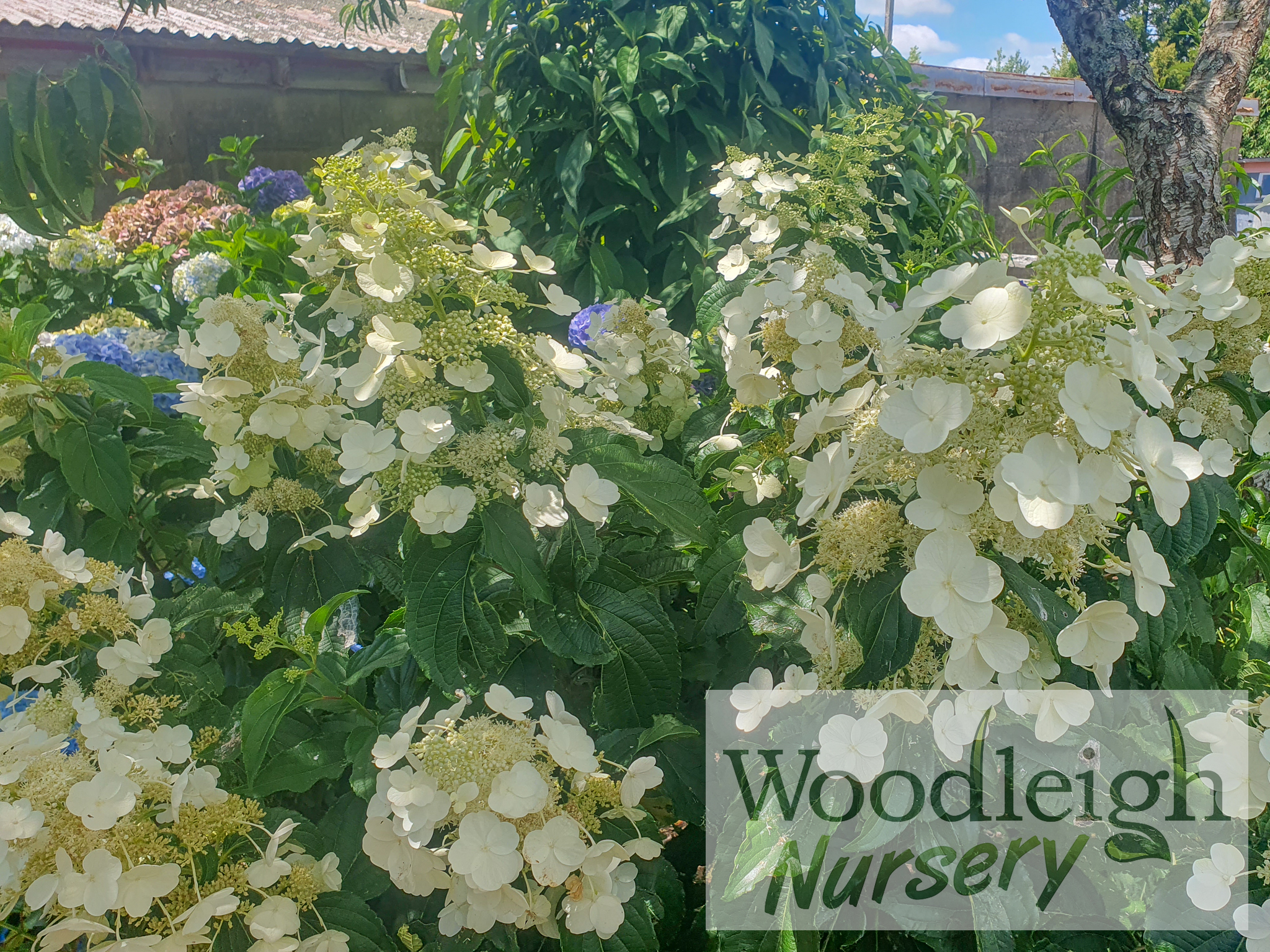 Hydrangea paniculata Kyushu