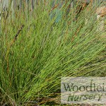 Elegia tectorum (Cape thatching reed)