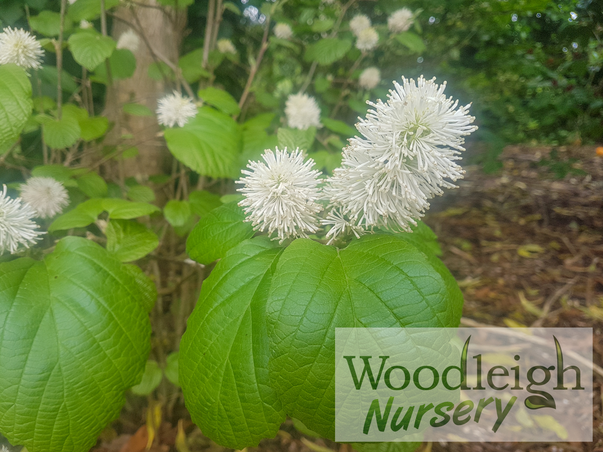 Fothergilla major (Mountain Witch Alder)