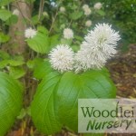 Fothergilla major (Mountain Witch Alder)