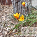Habranthus andersonii (Golden Rain Lily)