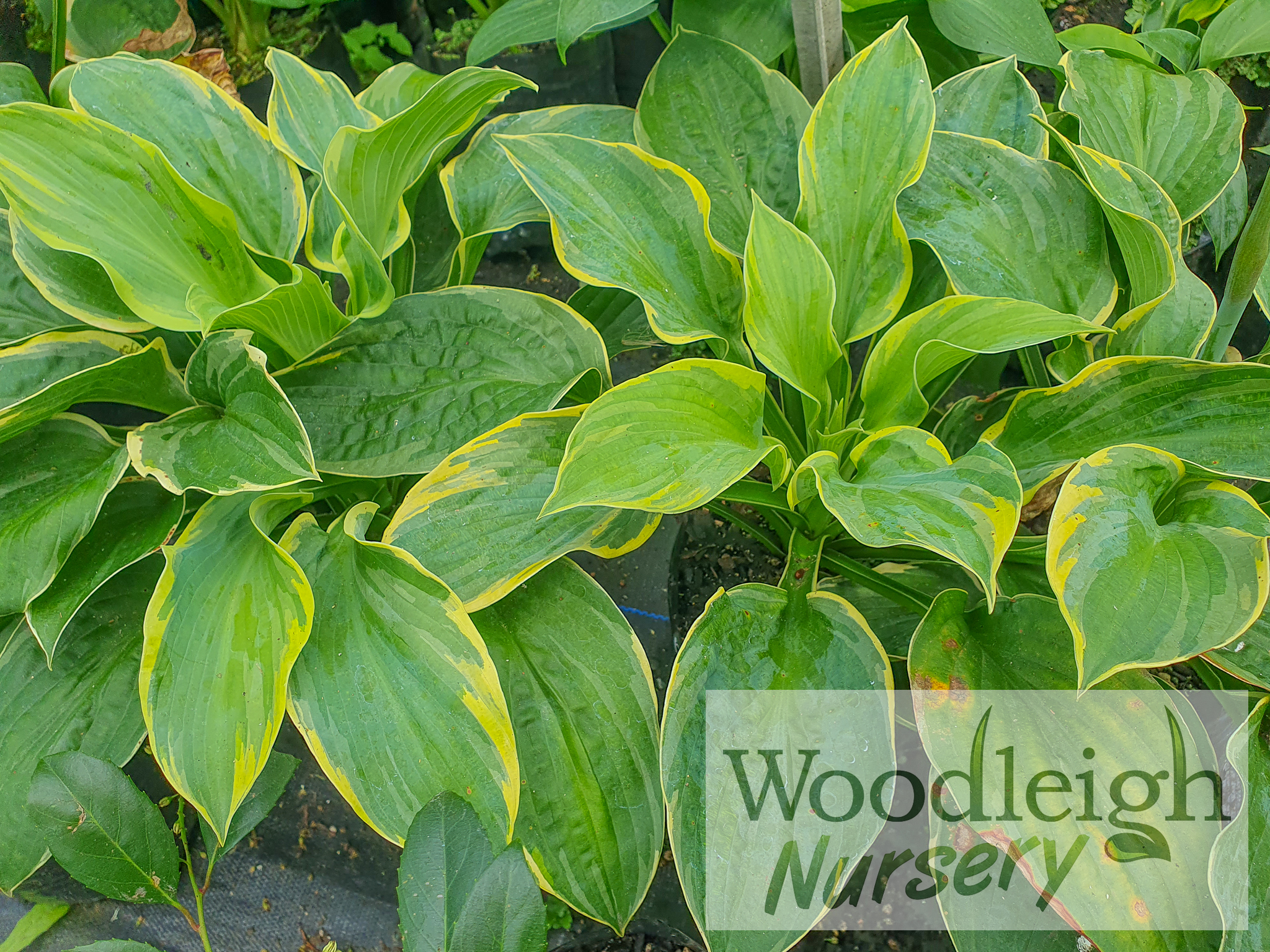Hosta Pizzaz