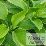 Hosta Sagae
