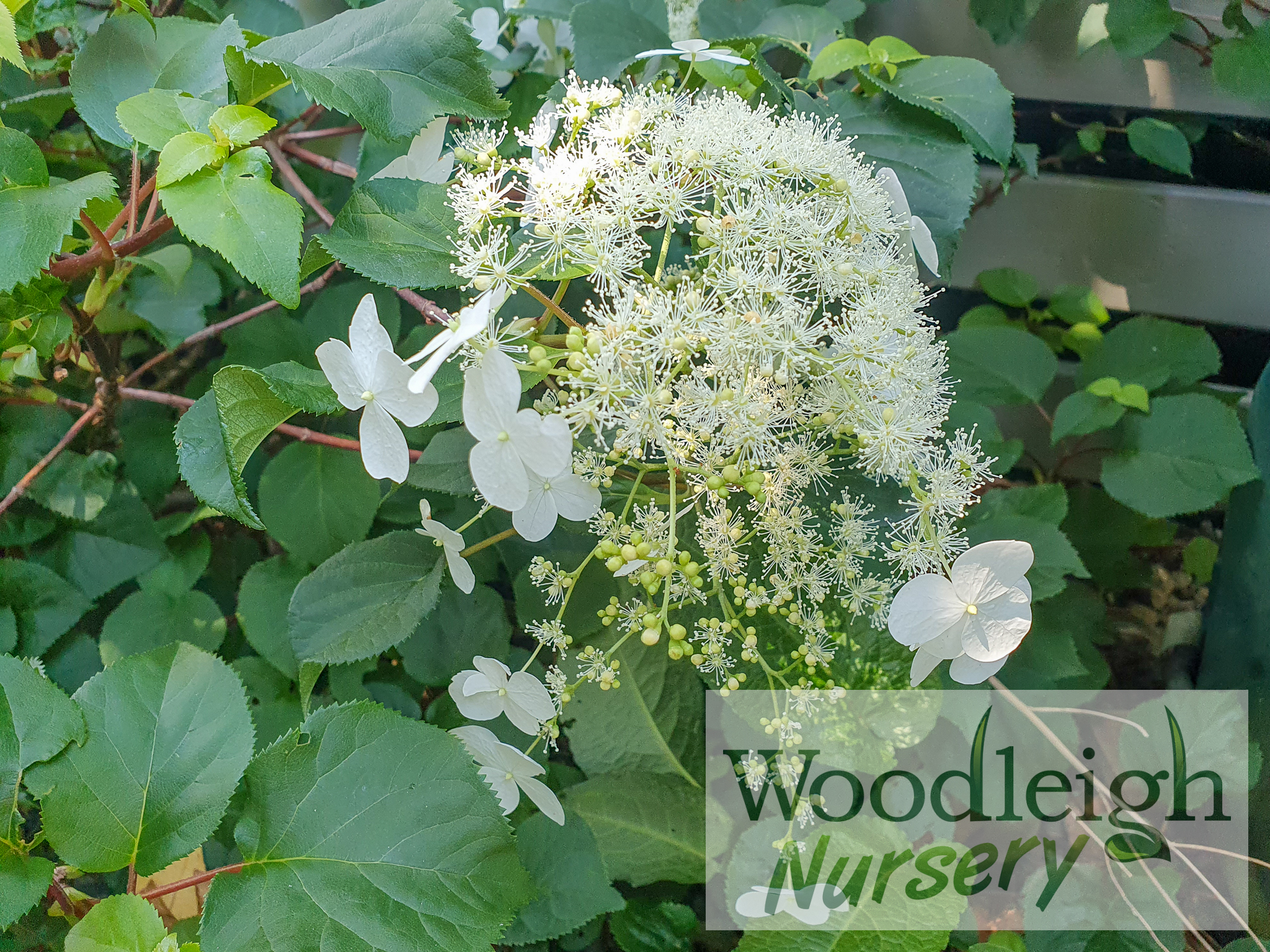 Hydrangea quelpartensis (climbing hydrangea)