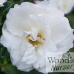 Camellia sasanqua Silver Dollar