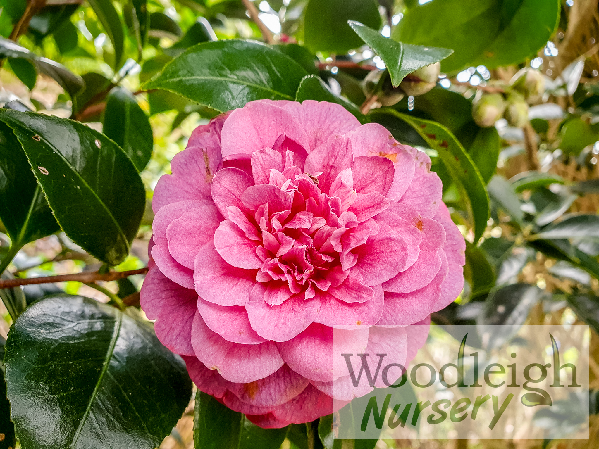 Camellia Sir Victor Davies