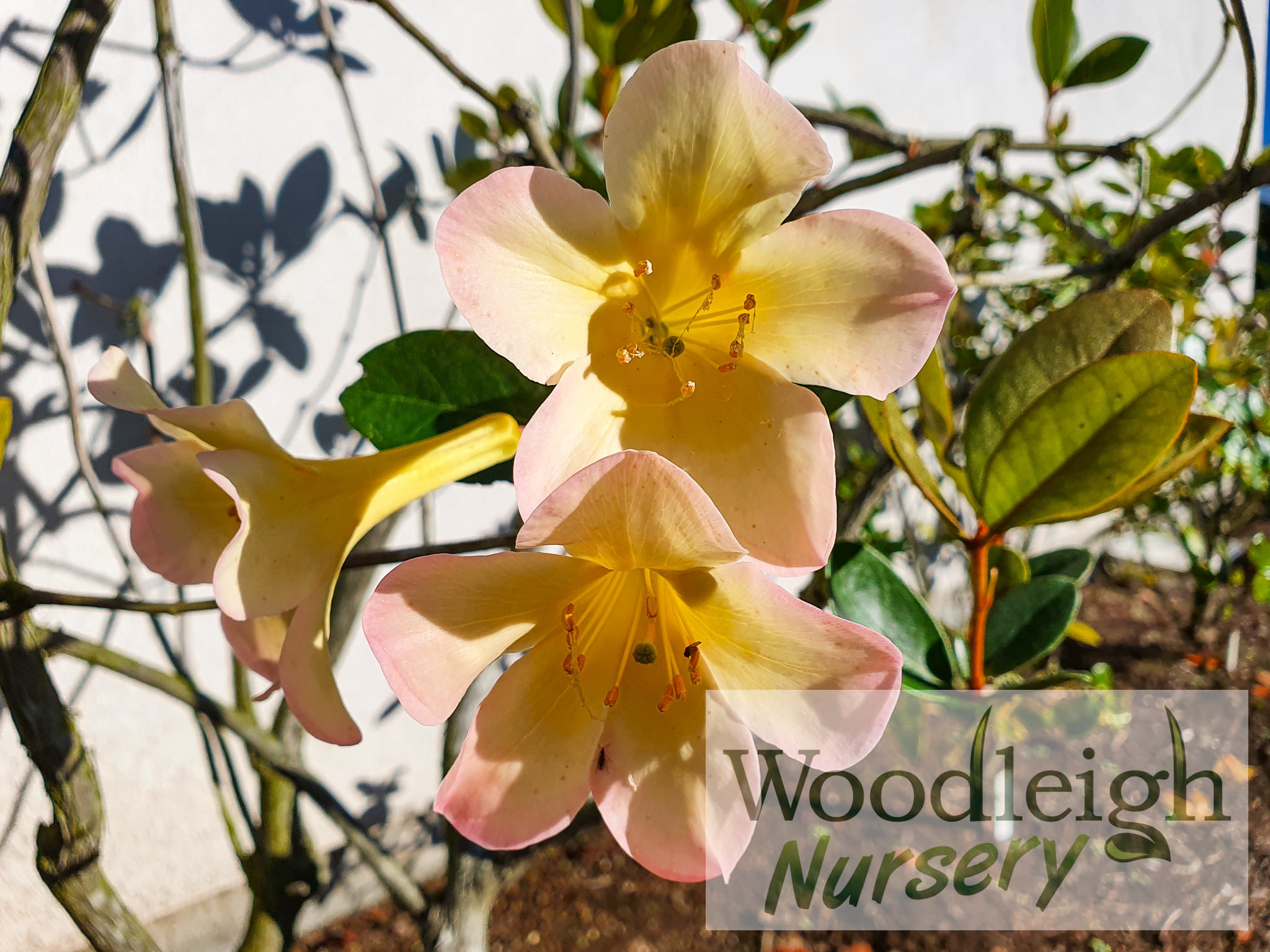 Rhododendron vireya Sweet Wendy