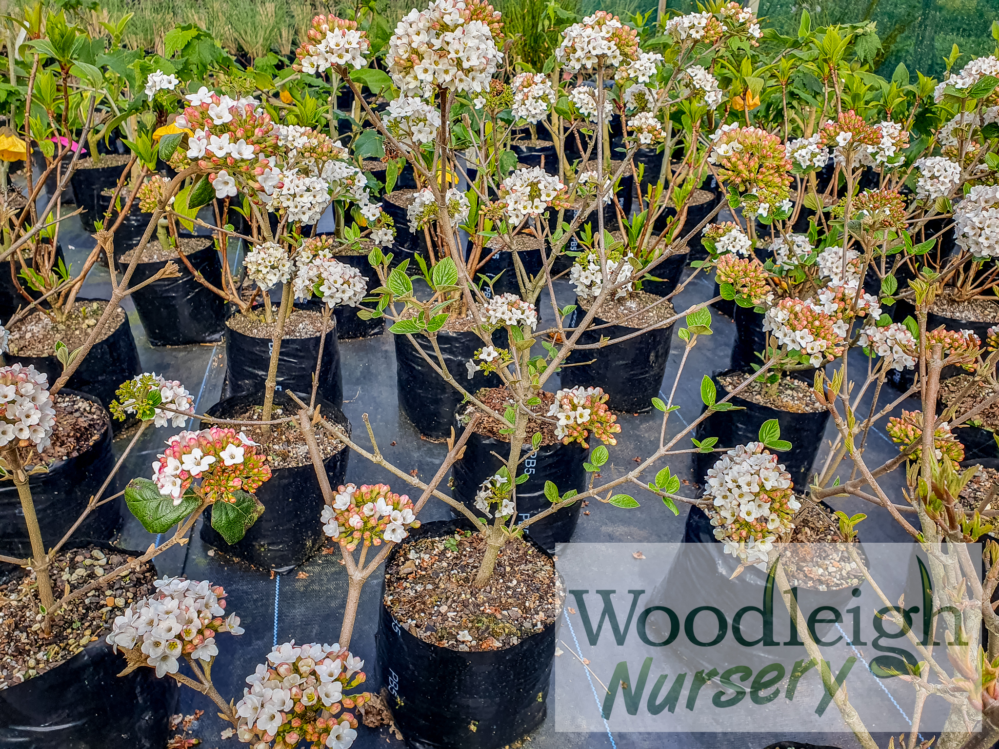 Viburnum x burkwoodii 'Anne Russell'